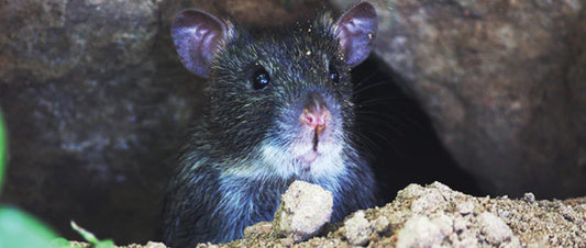 How to Deter Rats from the HOTBIN