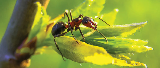8 Composting Critters You Might Find in Your HOTBIN
