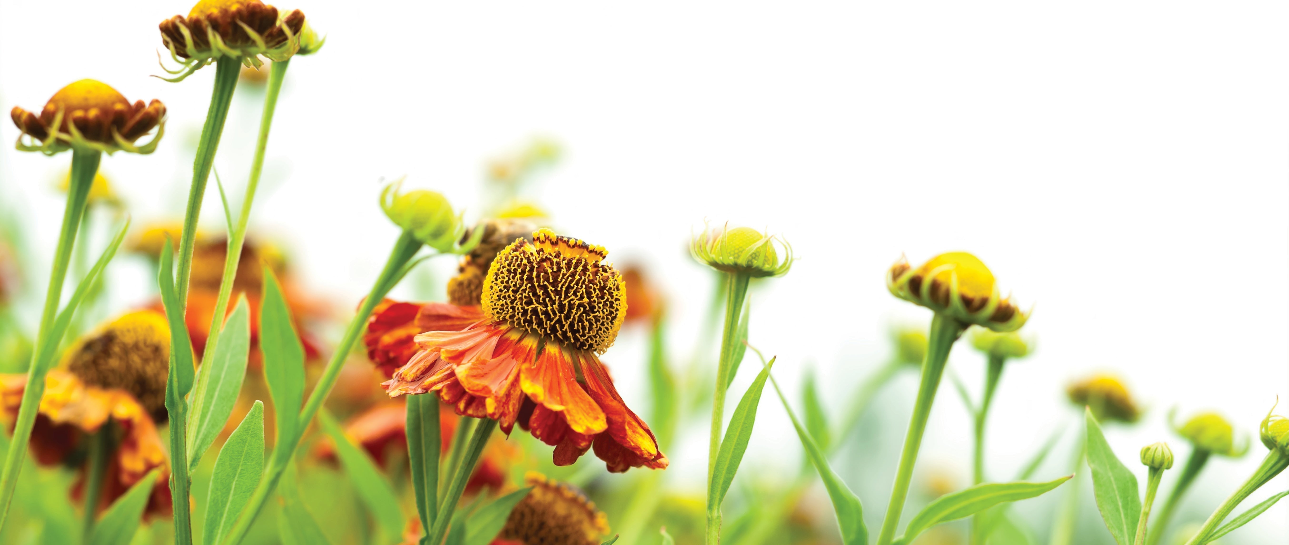 What Can I Compost from the Garden Late Summer & Early Autumn?