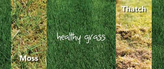 Can I Compost Lawn Thatch and Moss?