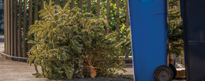 Did you know… that your city might landfill the Christmas trees they pick-up?