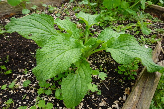 Can I Compost Weeds in the HOTBIN?
