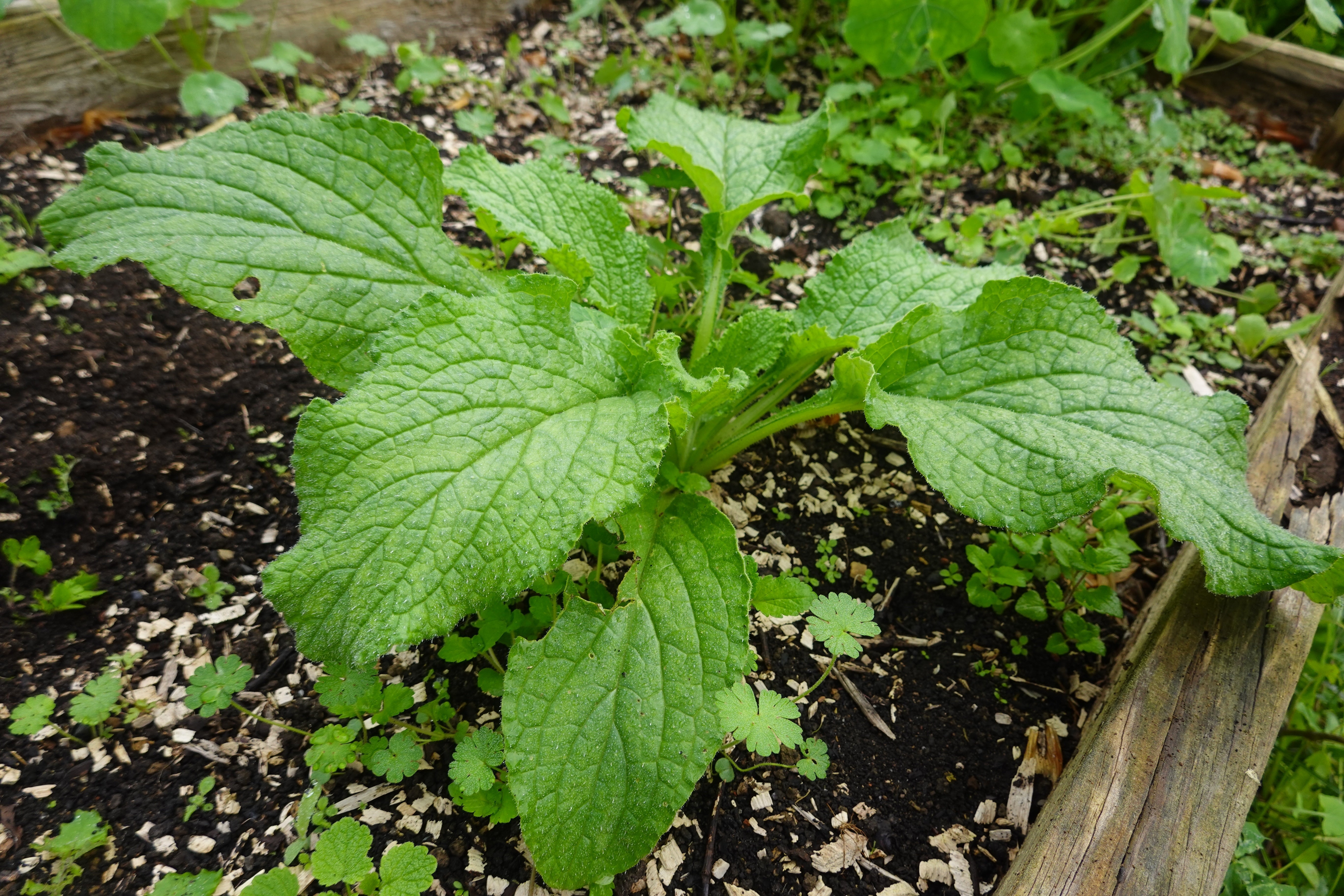 Can I Compost Weeds in the HOTBIN?