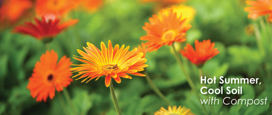 Hot Summer, Cool Soil: The Secret Power of Compost