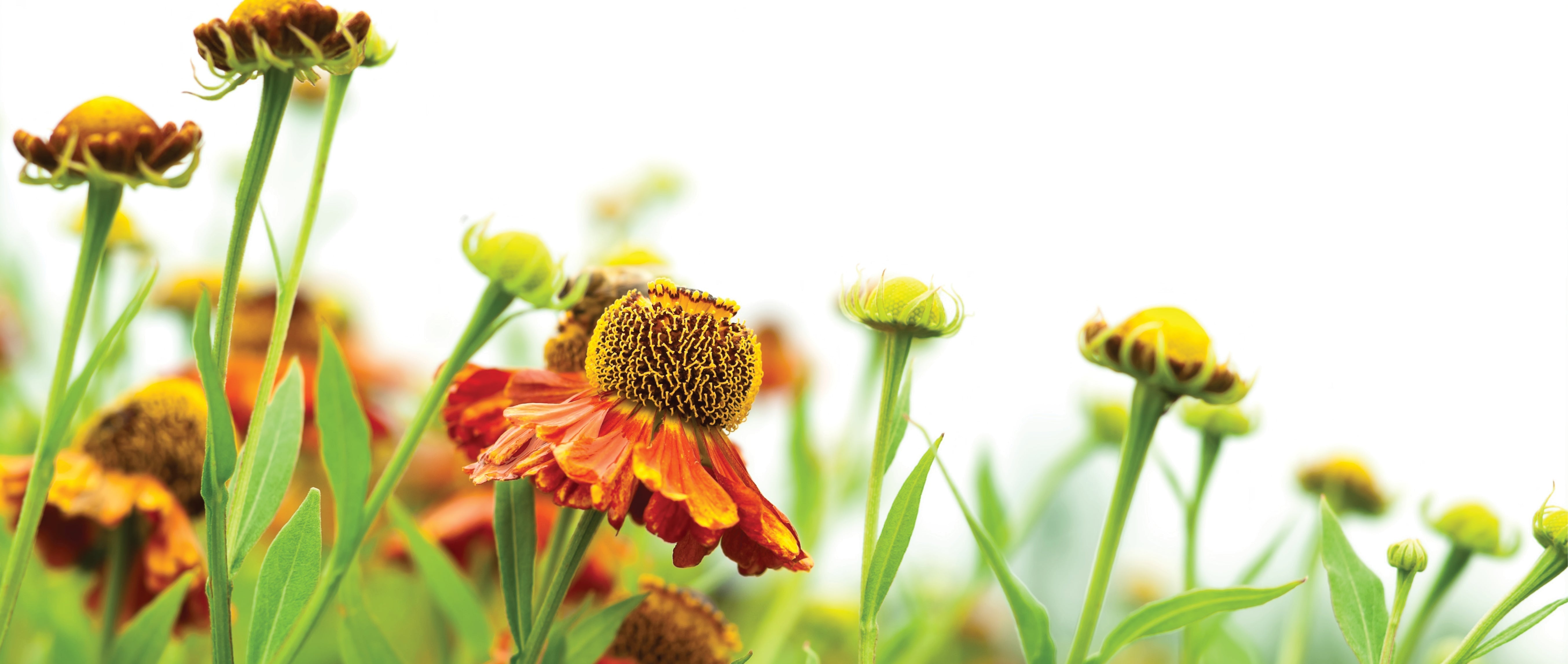 What Can I Compost from the Garden Late Summer & Early Autumn?