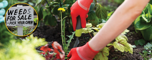 Composting Weeds with HOTBIN