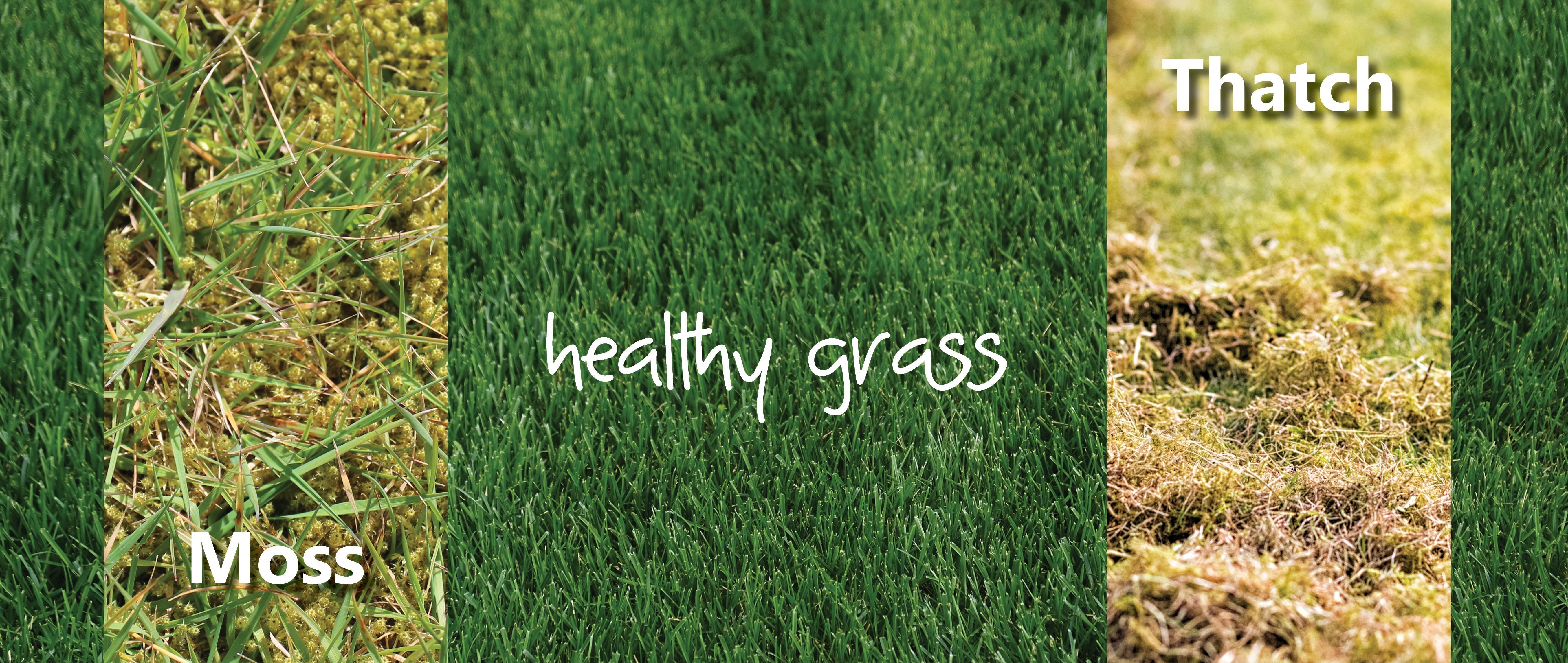 Can I Compost Lawn Thatch and Moss?