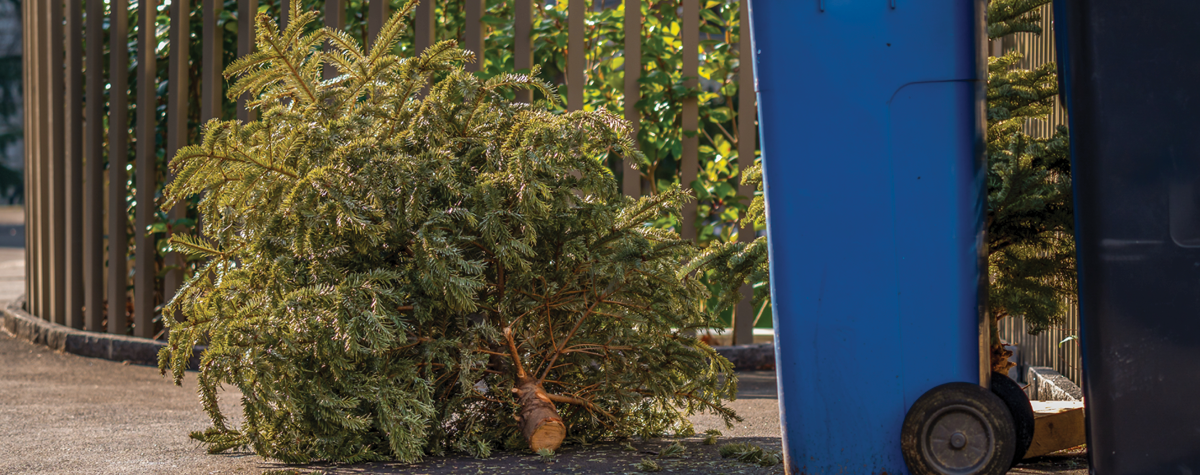 Did you know… that your city might landfill the Christmas trees they pick-up?