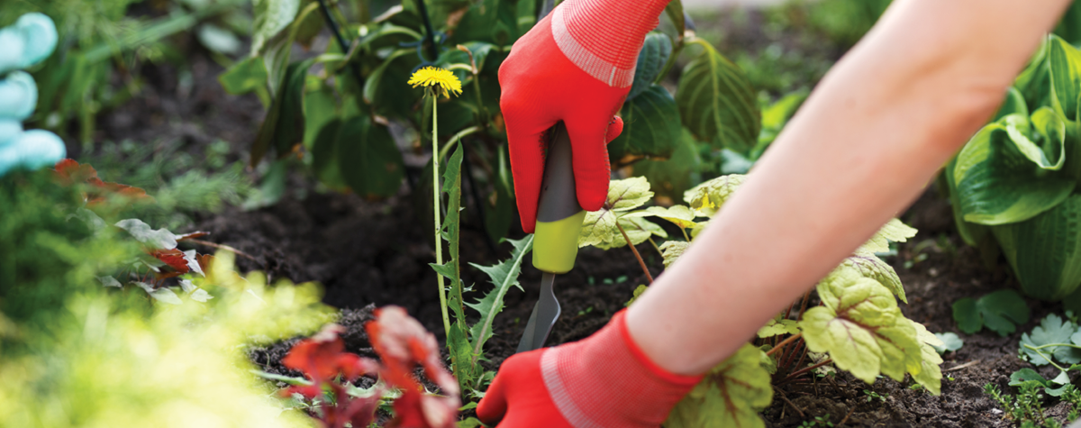 Spring… ‘Tis the season for weeds to show-up