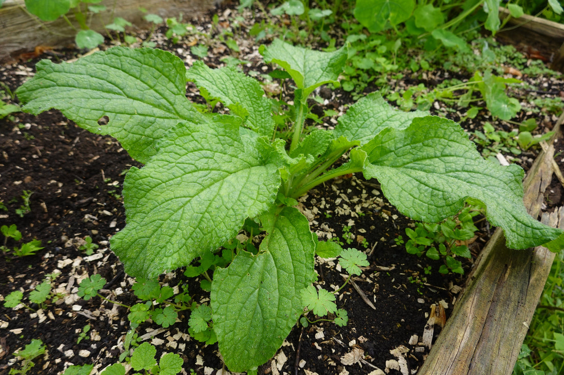 Can I Compost Weeds in the HOTBIN?